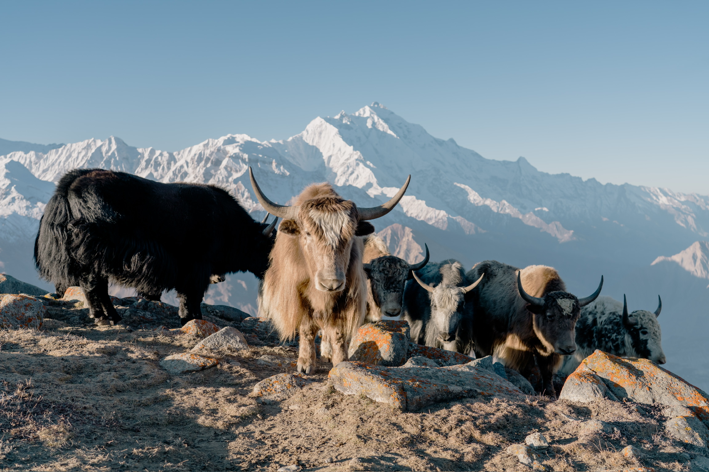 Yaks on a rocky ridge with snow-covered Karakoram peaks behind